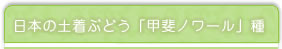 日本の土着ぶどう「甲斐ノワール」種